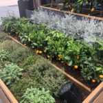 Mini potager sur espaces publics